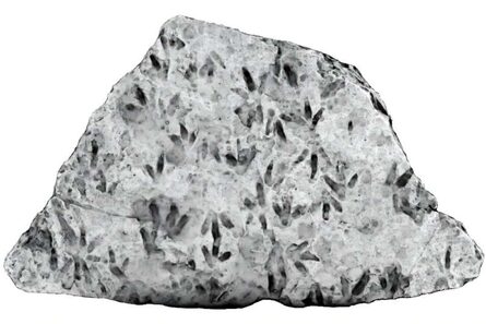 Descubren más de 60 huellas de dinosaurios en una roca que estaba en un colegio