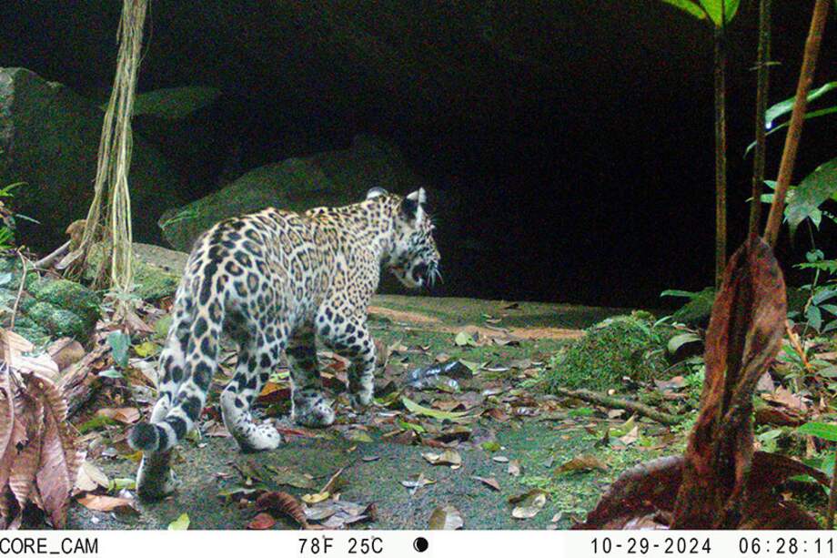 Jaguar (Panthera onca) registrado en Mitú por parte del Instituto Sinchi.