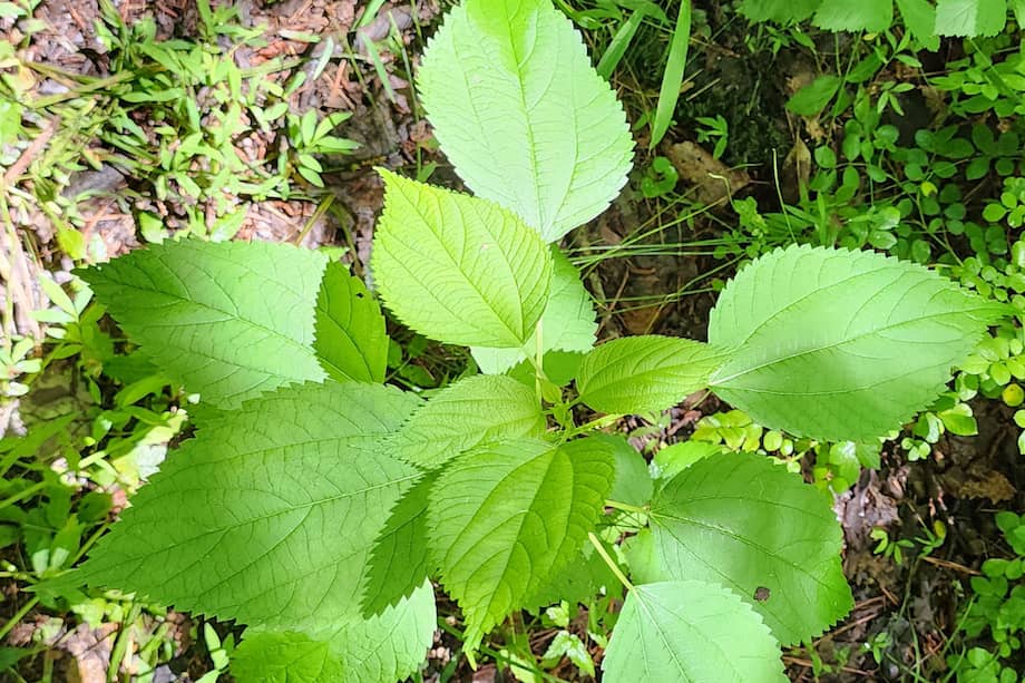 Aunque parecida a la ortiga común, esta planta no es urticante.
