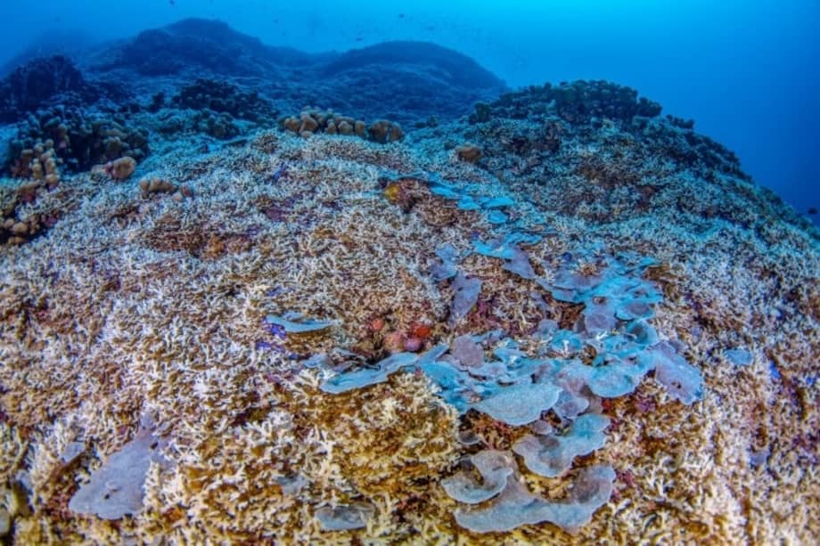 El coral, de la especie Pavona clavus, proporciona hábitat, refugio y zonas de reproducción esenciales para una variedad de especies, desde camarones y cangrejos hasta peces.