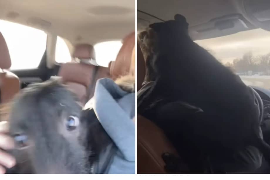 Lejos de mostrarse temeroso o exhausto, el perro exhibió un nivel de energía extraordinario.