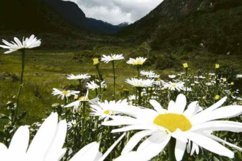 Cortolima / Cortolima