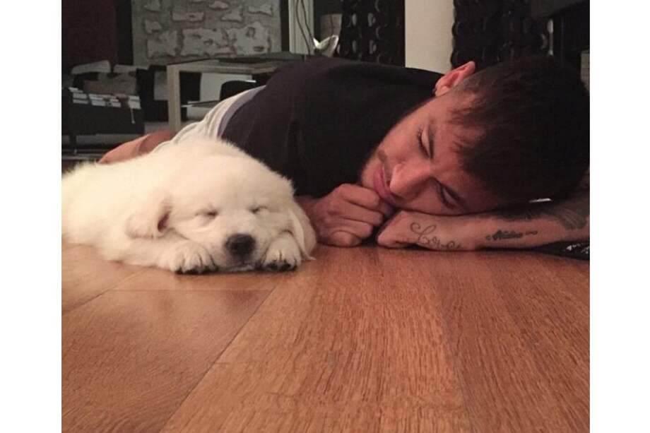 Él es Poker, uno de los golden retrievers de Neymar. Es muy tranquilo, amigable y atlético.