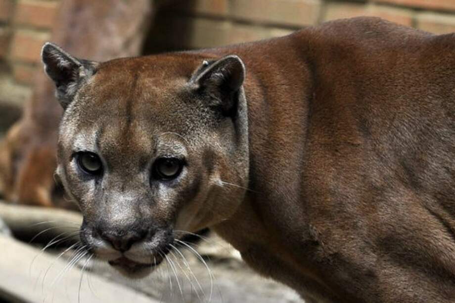 Archivo AFP / Archivo AFP