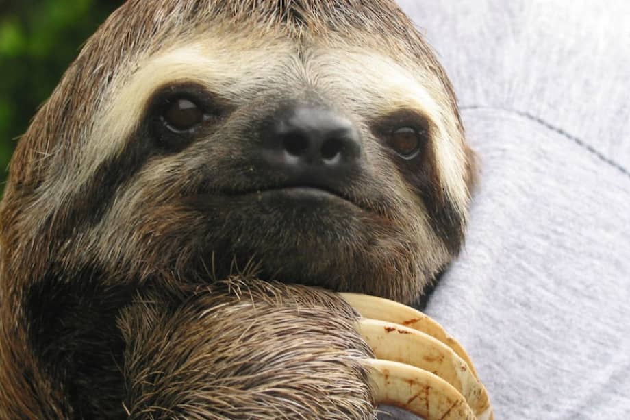 El estudio de los investigadores de la Universidad de Wisconsin fue realizado con osos perezosos de Costa Rica. / Flickr