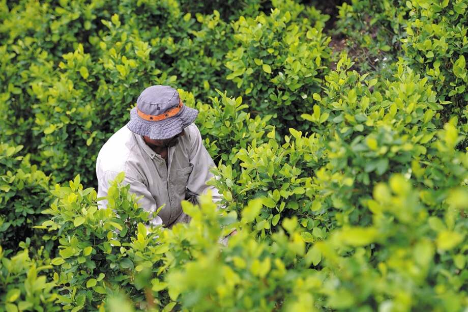 Colombia redujo un 4% los cultivos de coca, según el gobierno de Estados Unidos