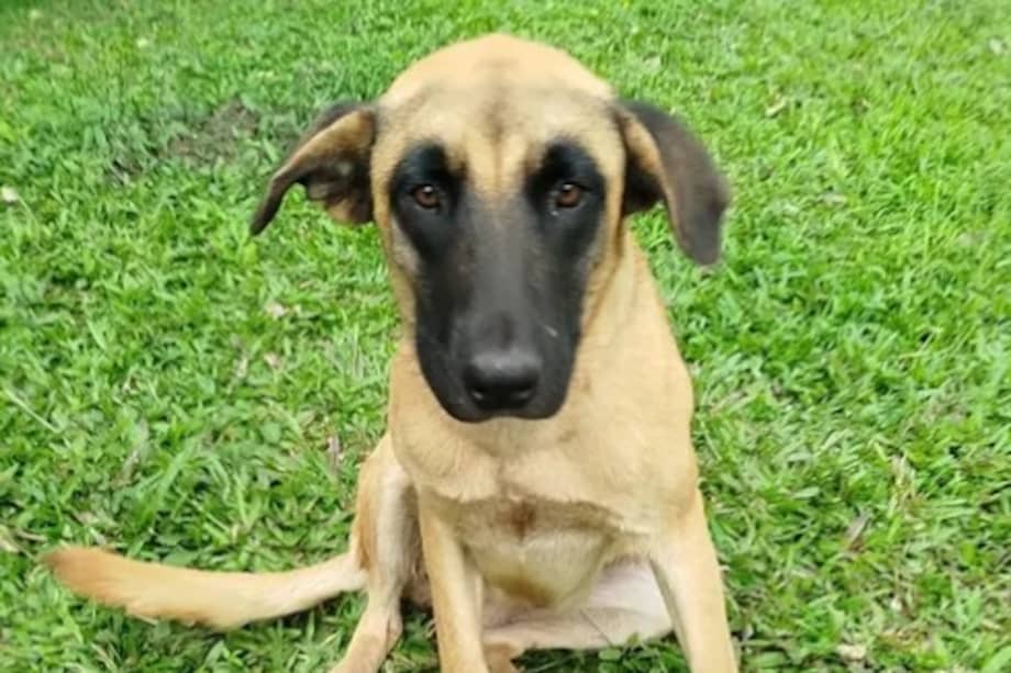 Lula tiene un año y 10 meses, es de tamaño grande, está esterilizada y convive muy bien con perros y gatos.