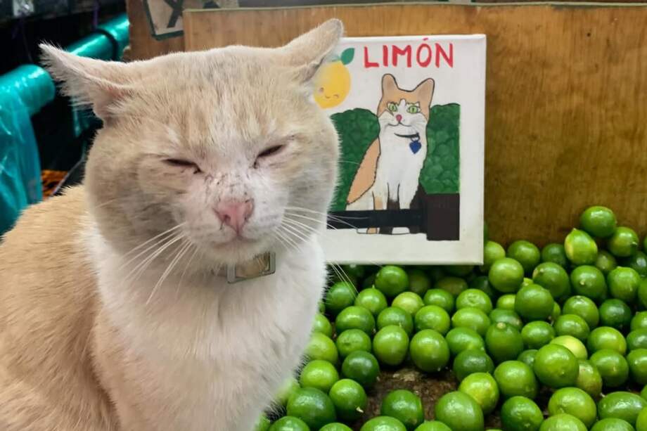 Limón se encuentra en la Central de Abasto de la Ciudad de México (CEDA) y ubicada en la alcaldía Iztapalapa.