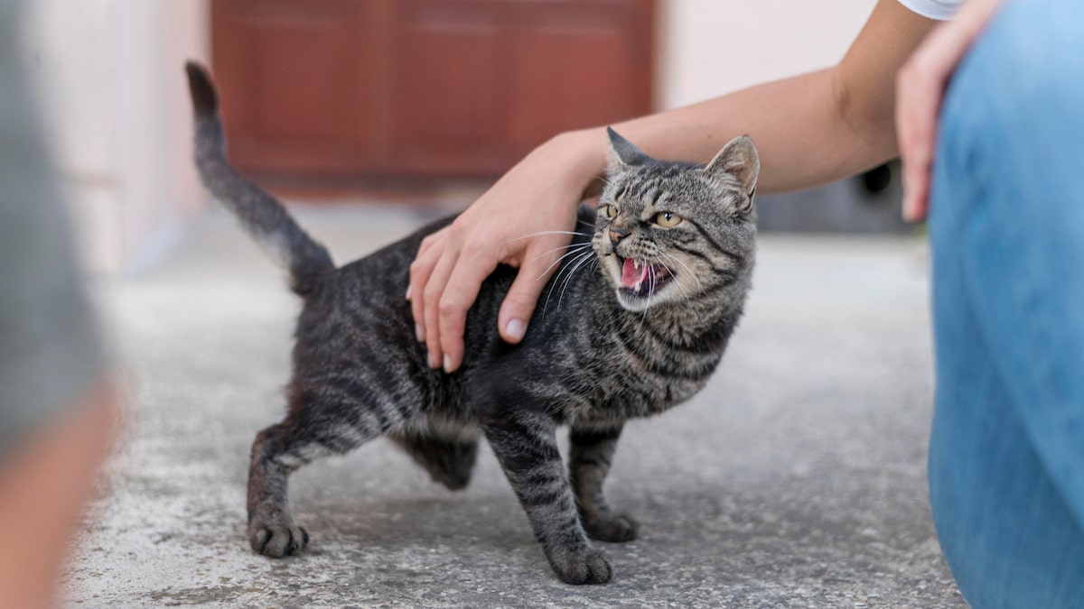 ¿Cómo Detectar Señales de Progreso en el Entrenamiento de Tu Gato? 4 X23C3NKWENBYBIXZOD7HY777JU