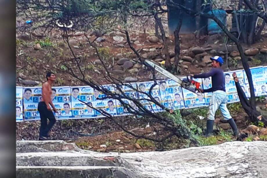 Los árboles sí fueron cortados, pero es la autoridad ambiental regional la que decidirá si habrá sanción al respecto. / Cortesía