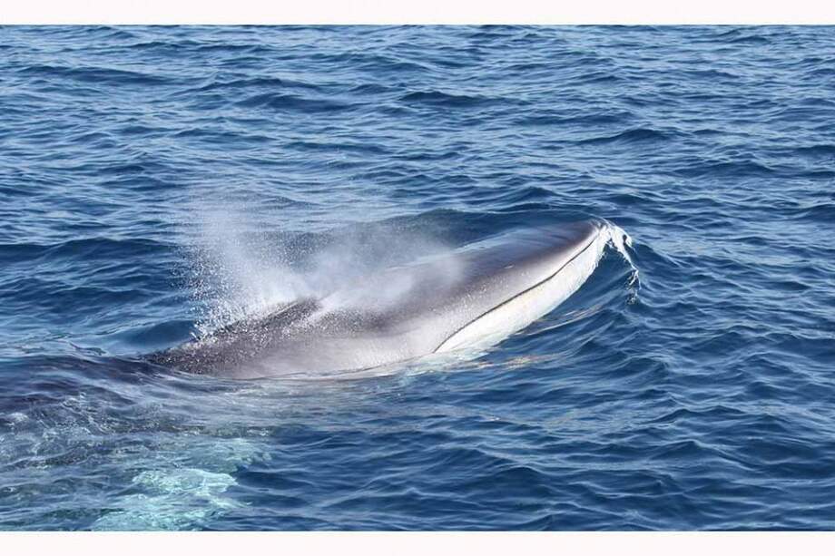 Este año solo fue posible identificar 20 individuos de rorcual el Cataluña. / Asociación EDMAKTUB