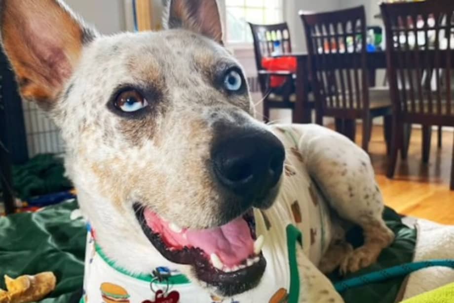 Zephyr llegó a un refugio luego de ser devuelto por su primera familia adoptiva, quienes lo catalogaron como un “mal oyente” e “incapaz de seguir órdenes”.