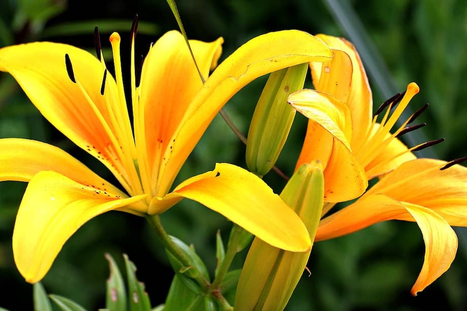 Se regalan flores amarillas por la entrada de primavera en el hemisferio sur