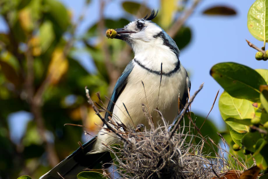 Un pájaro se alimenta de los frutos de un árbol en Santa Lucia (Honduras).