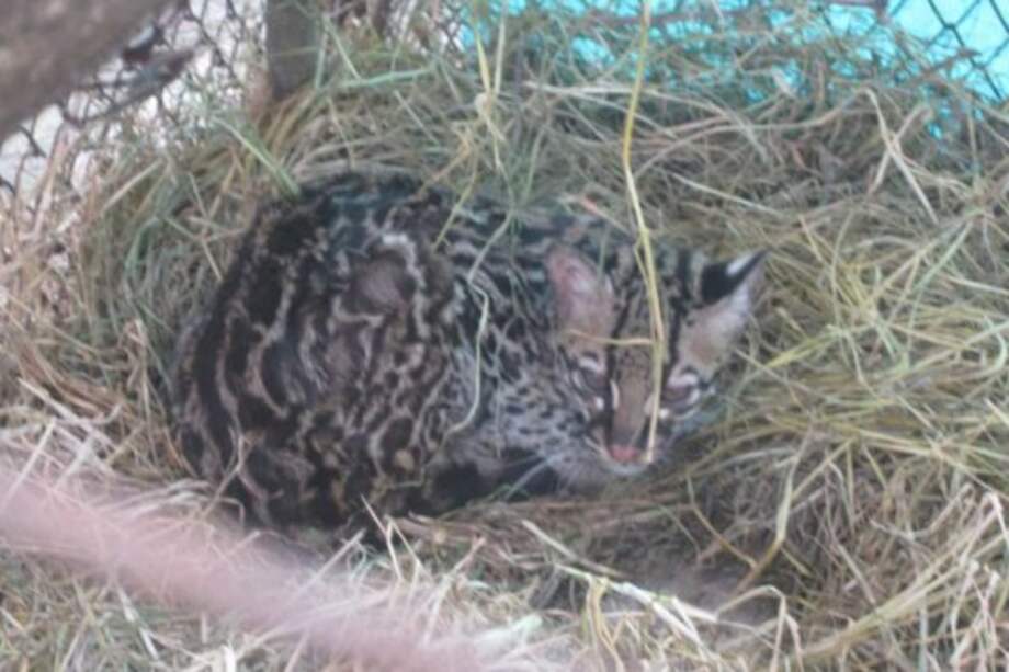 Hallan a un tigrillo en un colegio de la ciudad de Santa Cruz en Bolivia