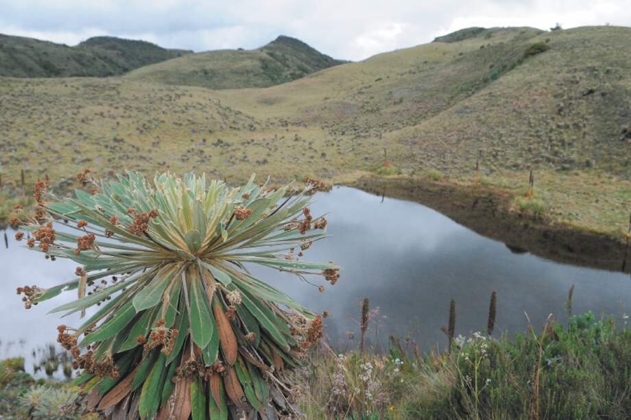 Cinco cuencas, entre esas el río Bogotá, el Totare y el lago de Tota, se encuentran en alto riesgo de contaminación. / David Campuzano