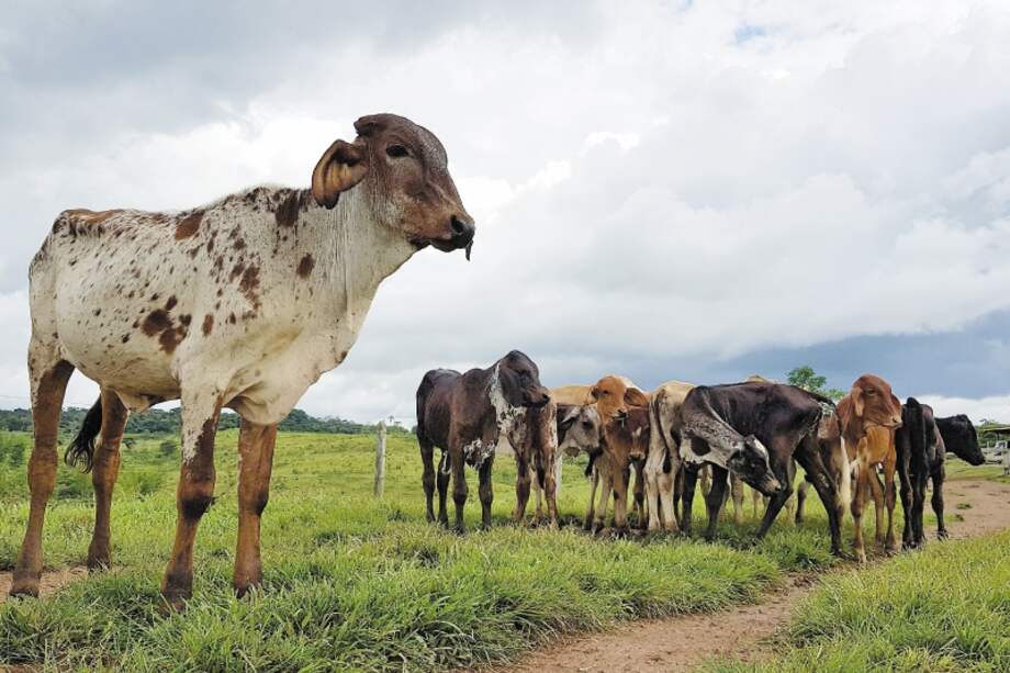Fedegán está presente en 25 departamentos, 17 de los cuales concentran el 92 % del hato ganadero del país. / Mauricio Alvarado.
