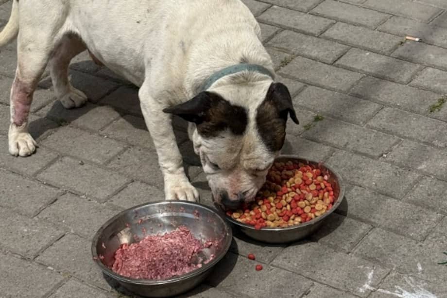 La iniciativa, conocida como la Gran Cena de Navidad, busca repartir cerca de mil platos de alimento preparado de manera natural.