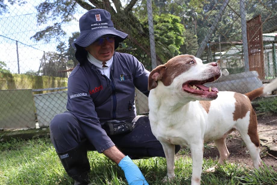 Desde el Centro de Bienestar Animal La Perla recuerdan que adoptar implica tiempo, cuidados y un vínculo que debe mantenerse a largo plazo.