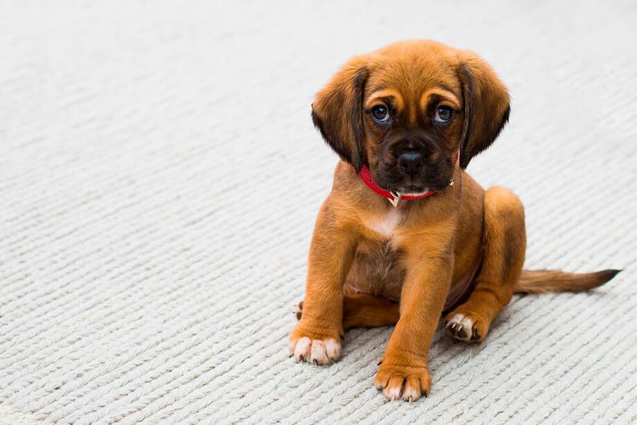 Adquirir o adoptar una mascota sin conocer las características de su raza es uno de los principales errores que se cometen. / Foto: Pixabay.