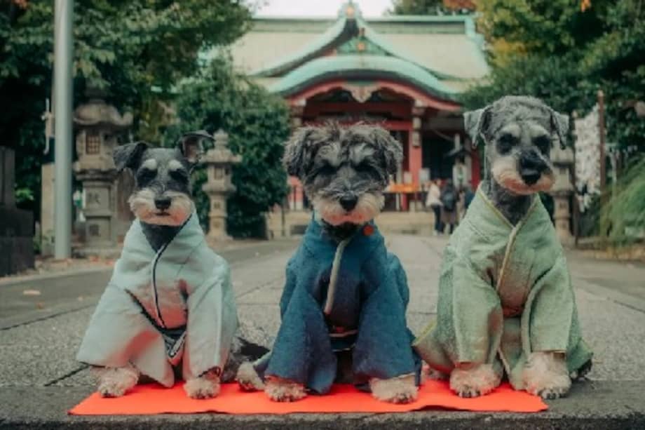 La población infantil se encuentra en mínimos históricos y, paralelamente, el mercado de productos y servicios para mascotas ha crecido de forma sostenida en los últimos años.
