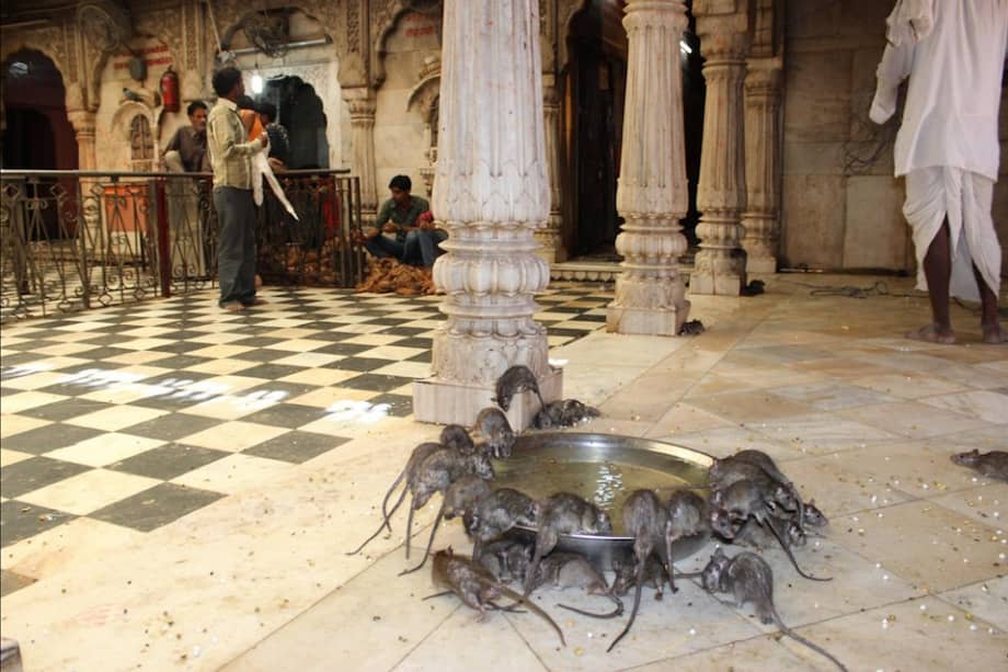 Templo de las ratas, otra curiosidad india convertida en reclamo turístico