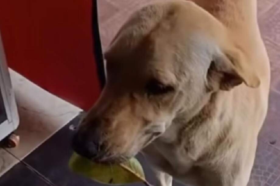 Casos como el de Chester reflejan esa capacidad en su forma más pura: curiosidad, observación y la búsqueda de una recompensa.