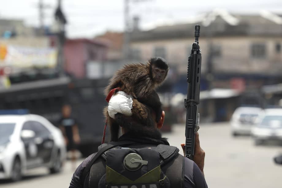 Fotografía que muestra un mono sobre la cabeza de un integrante de la Policía de Río de Janeiro durante un operativo este martes, en Río de Janeiro (Brasil).