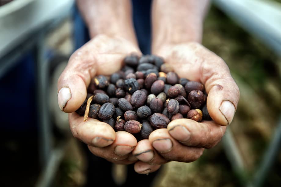 La Specialty Coffee Expo es considerada uno de los espacios más importantes para los cafés especiales.