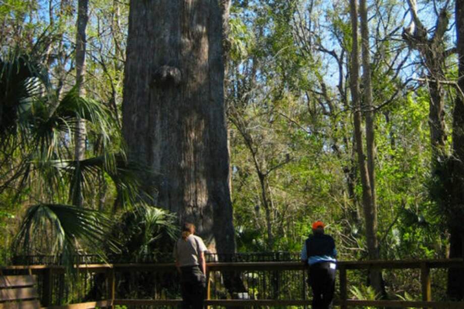 Big Tree Park