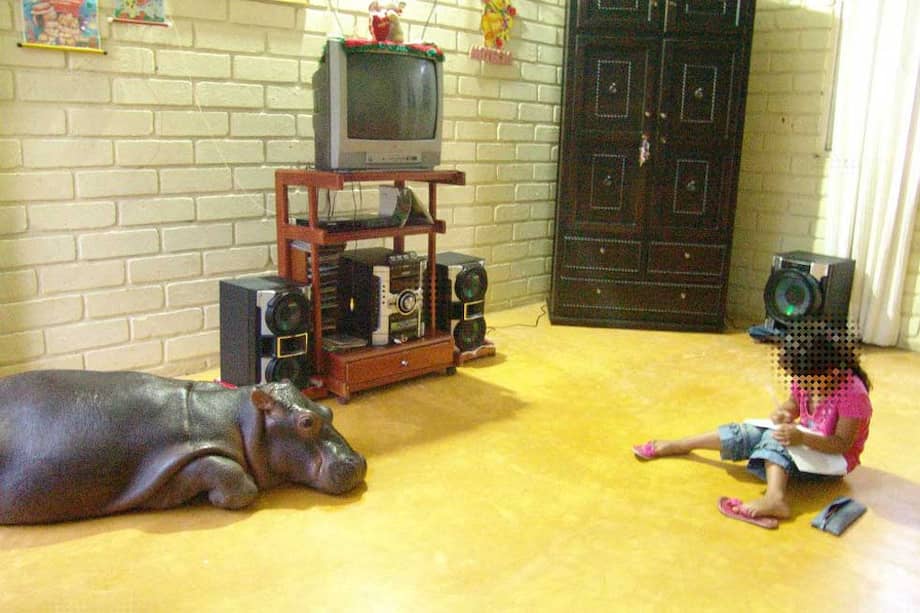 Una niña en Puerto Triunfo (Antioquia) hace tareas al lado de un hipopótamo bebé. / ‘Los Informantes’