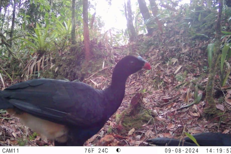 Lo que hace al paujil de El Sira realmente único es su llamativa cresta azul.