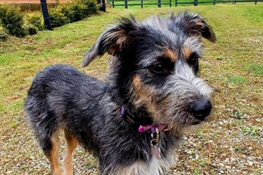 Ella es Dua Lipa, la canina que interpretó a Mijito en la novela de Rigo.