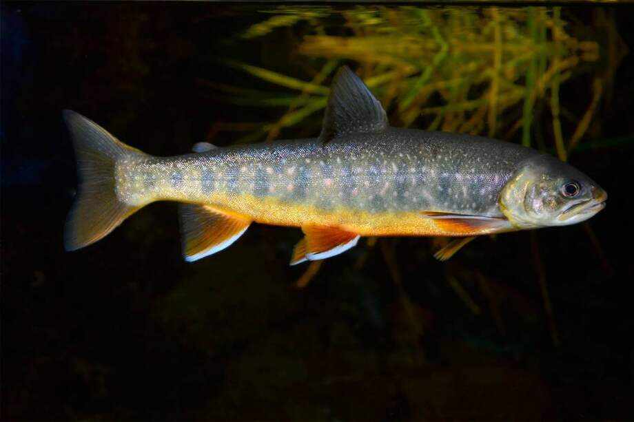 Los parásitos que afectan a grillos y saltamontes son, por ejemplo, fundamentales para la supervivencia de una de las poblaciones de peces amenazadas de extinción, los Salvelinus leucomaenis japonicus.