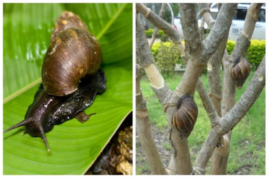 Alerta por plaga de caracol africano en Medellín