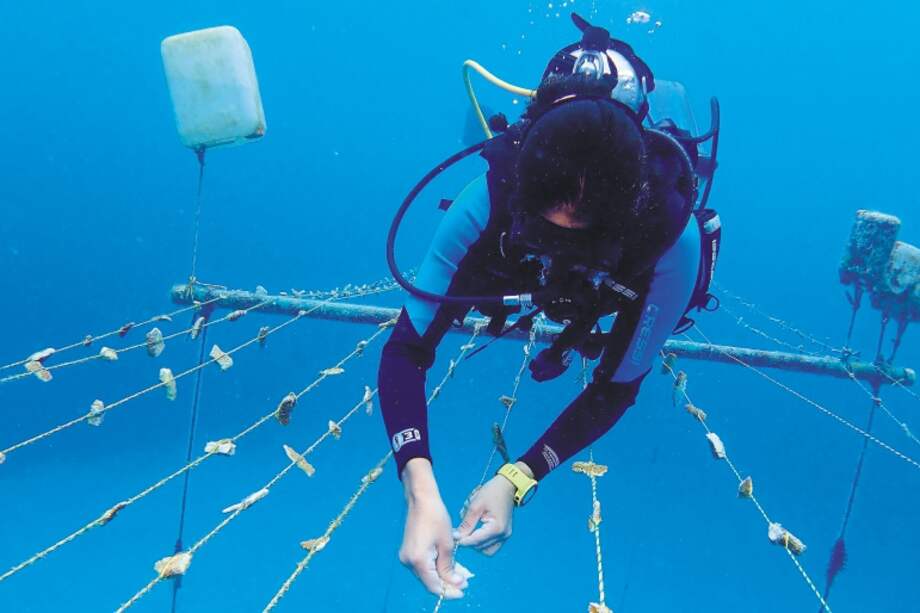 La mayoría de los arrecifes de coral se encuentran en aguas superficiales, cerca de la costa. Por eso son particularmente vulnerables a los efectos de las actividades humanas. / Corales de Paz