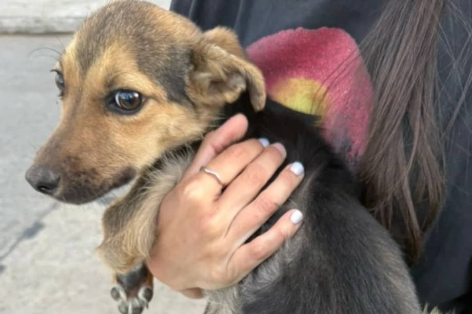 Solly busca un hogar de paso o una familia definitiva que le brinde todo el cuidado y el amor.