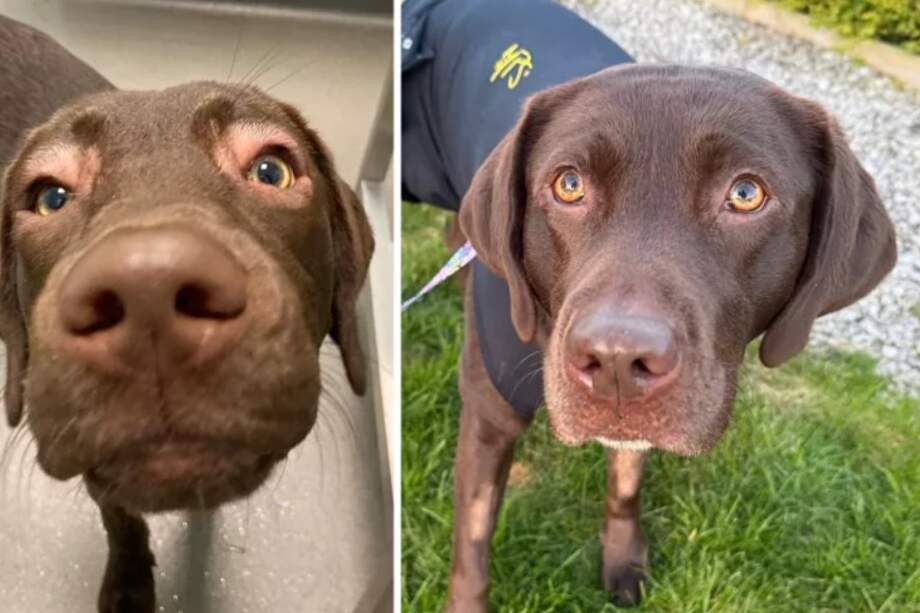 Asia tiene actualmente seis años y sigue apareciendo en videos de TikTok, donde se muestra su proceso de recuperación y su vida cotidiana.