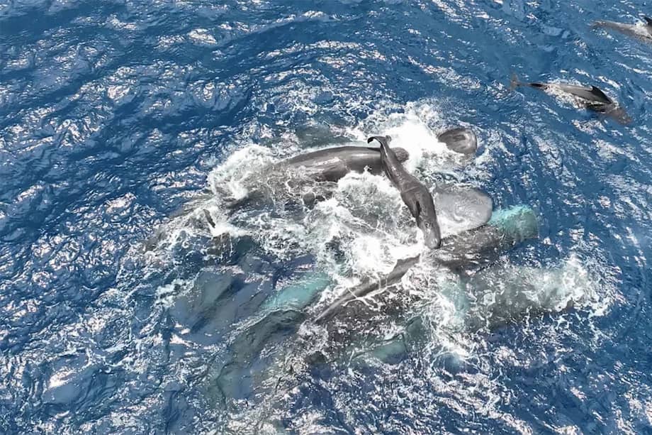 Un grupo de cachalotes, entre los que hay algunos que no son parientes, trabajan para mantener a flote a una cría recién nacida en las horas posteriores a su nacimiento. /Proyecto CETI