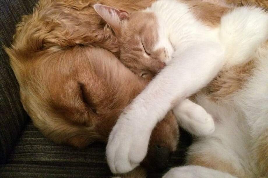 los dueños de perros tienen el doble de probabilidades que los dueños de gatos de decir que están muy felices. / Pixabay