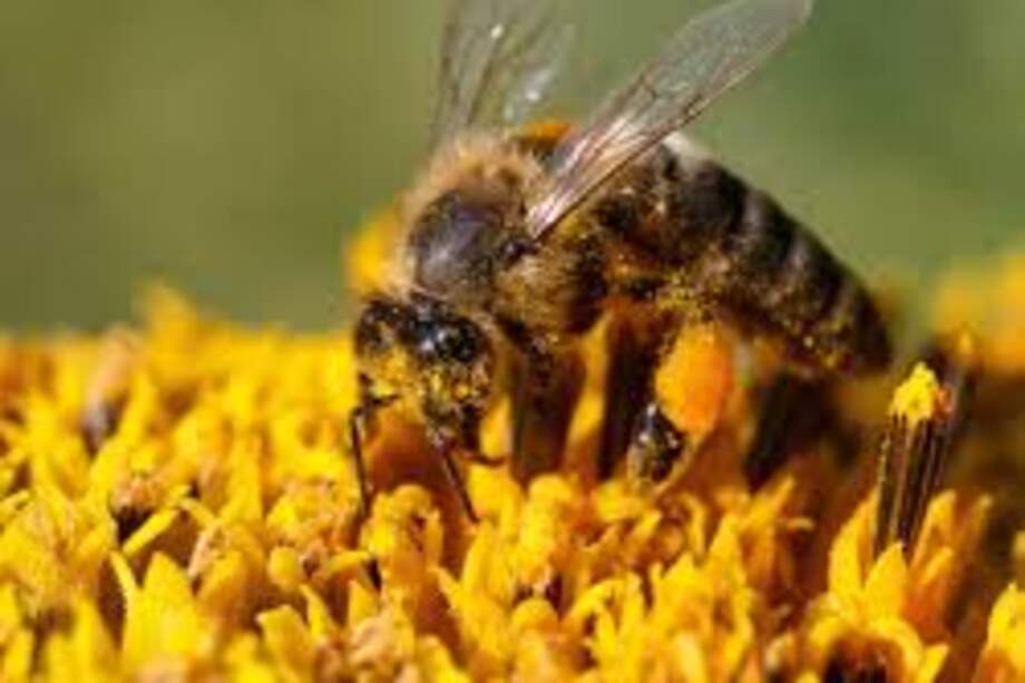 The World Bee Project CIC se asocia con la Escuela de Agricultura, Política y Desarrollo de la Universidad de Reading, una de las diez escuelas de agricultura más importantes del mundo. / Pixinio