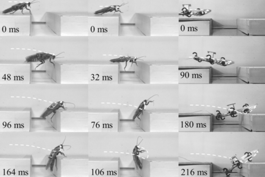 Tomas de las cámaras de alta velocidad de los experimentos con cucarachas y robots. / Sean Gart et al. / Bioinspiration & Biomimetics, 2018
