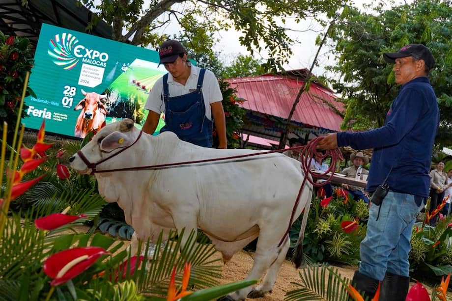 Uno de los puntos más fuertes de la feria Expomalocas es su muestra ganadera. Así nació este evento, hace 46 años.