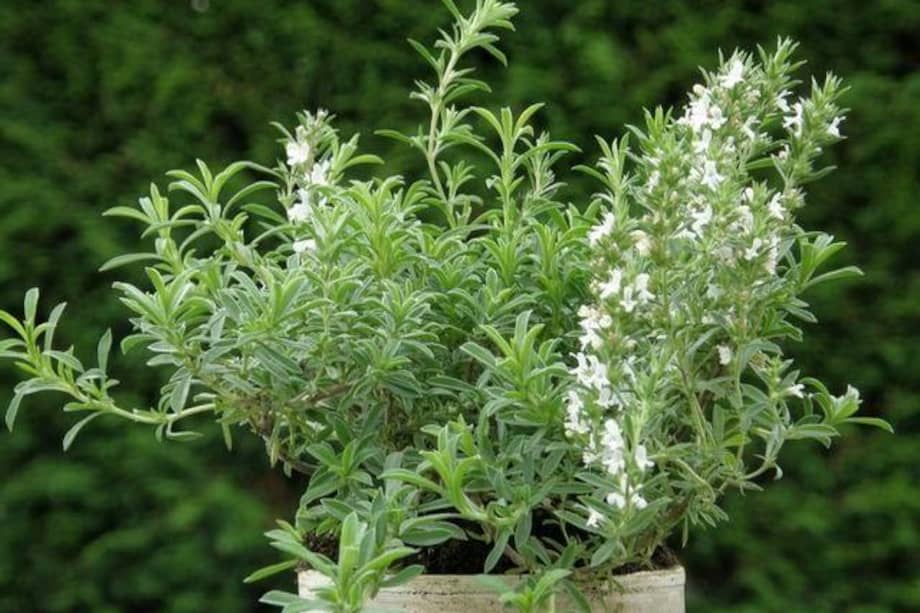 La investigación destaca que la comprensión de la "domesticabilidad" podría permitir descubrir nuevas especies de plantas útiles para la agricultura, mejorando la diversidad de cultivos y nuestra seguridad alimentaria.