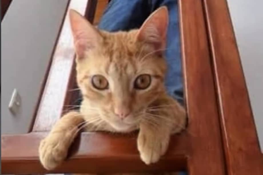 La historia de Frankie inspiró una donación que ahora beneficia a animales rescatados en Bogotá.