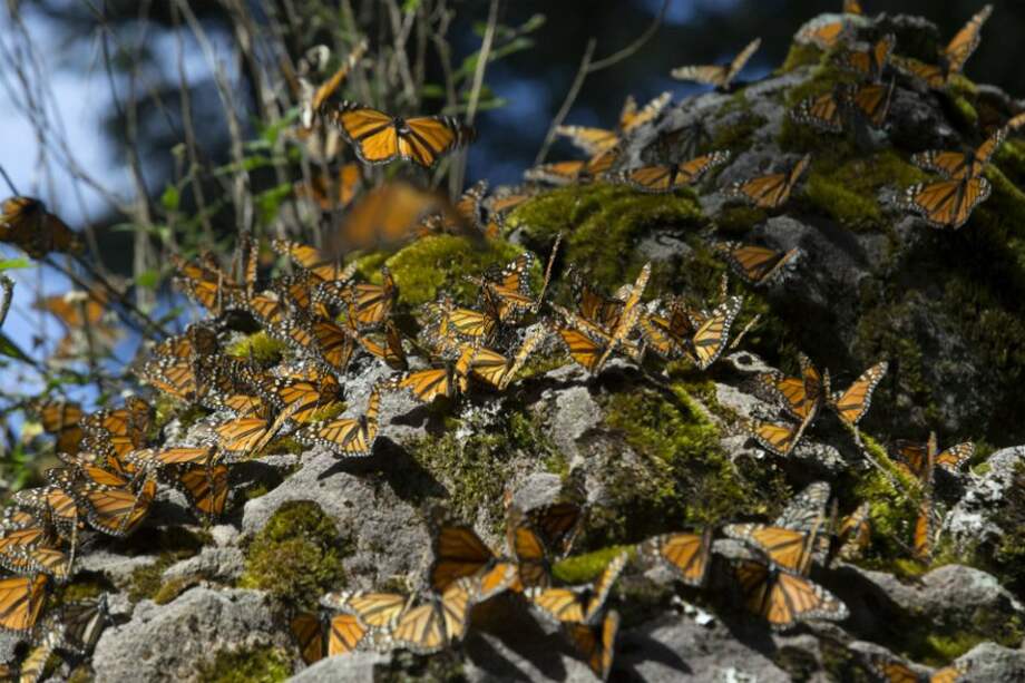 Las mariposas llegaron a hibernar a México. / Bloomberg News