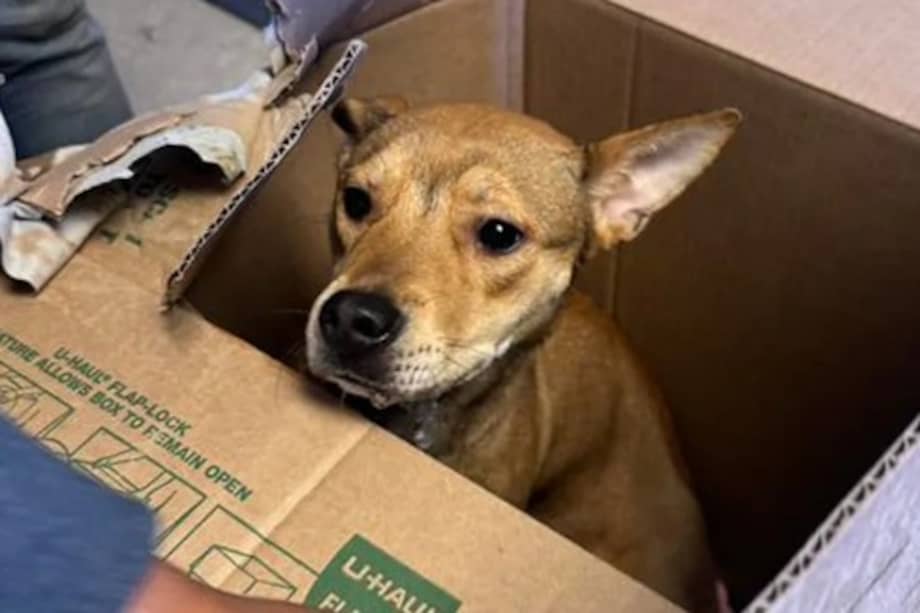 Tangi permanece en un período de retención para animales perdidos, en caso de que alguien reclame su propiedad.