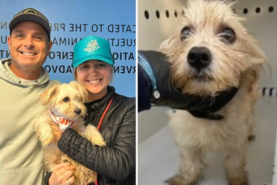 El perro fue llamado Flan durante su estancia en el refugio.