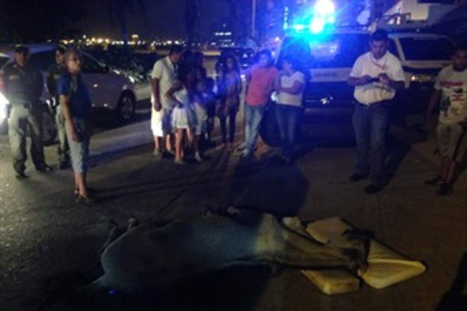 Por deshidratación murió caballo cochero en Cartagena