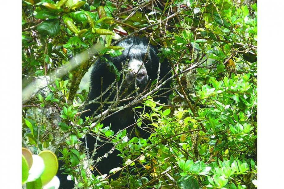 Esta fotografía fue tomada a diez metros de distancia en el municipio de Gachetá, Cundinamarca. / Javier Rodríguez